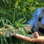 The Advantages of Using a Cannabis Trimmer for Efficient Harvesting