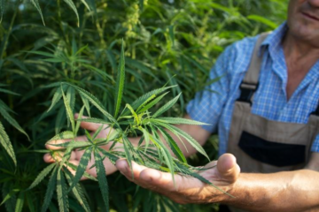 The Advantages of Using a Cannabis Trimmer for Efficient Harvesting