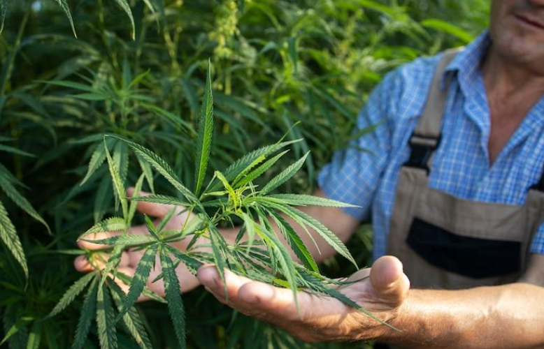 The Advantages of Using a Cannabis Trimmer for Efficient Harvesting