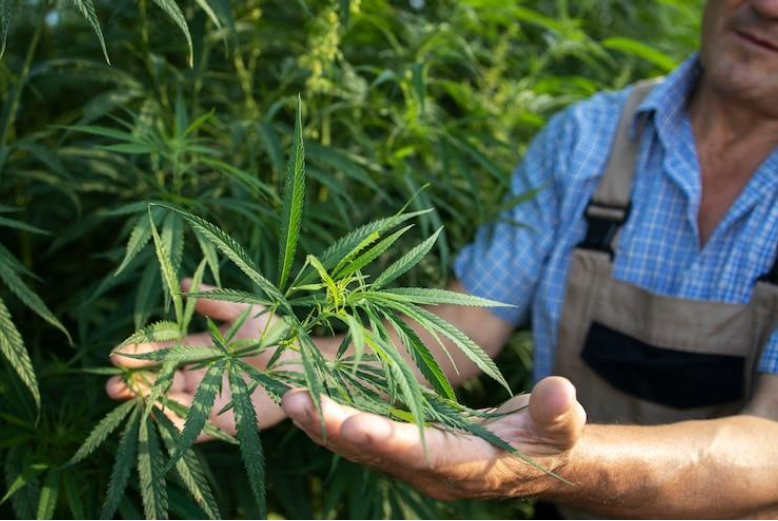 The Advantages of Using a Cannabis Trimmer for Efficient Harvesting