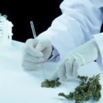 Key Benefits of Visiting a Qualified Medical Cannabis Physician