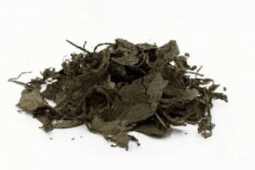 Why Clonal Lineage Matters in Salvia Divinorum: Cuttings, Genetics and Botanical Continuity