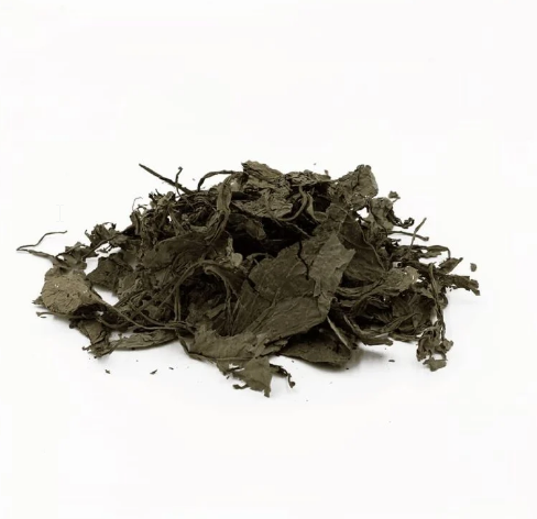 Why Clonal Lineage Matters in Salvia Divinorum: Cuttings, Genetics and Botanical Continuity